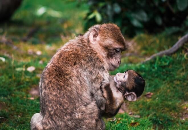 A mother monkey holds her baby lovingly