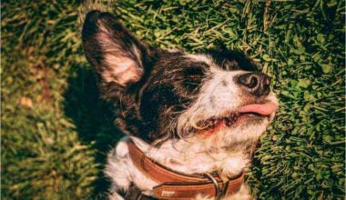 dog lying in grass with his tongue out