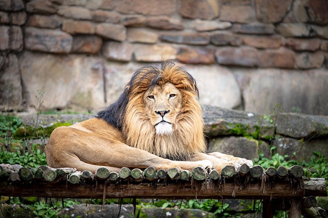 Lion lying down