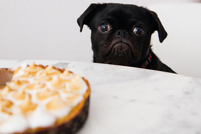 Pug looking at pie