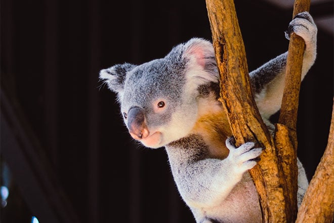 Koala hanging from tree