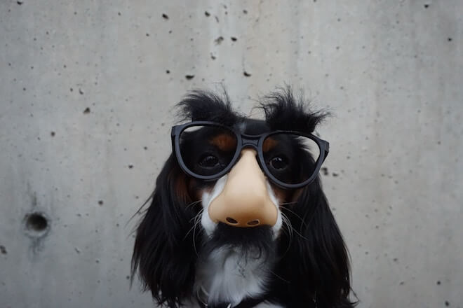 A dog wearing glasses with a fake nose