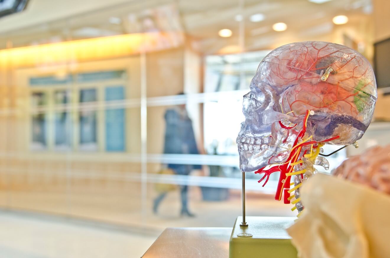 Clear medical model skull by hallway