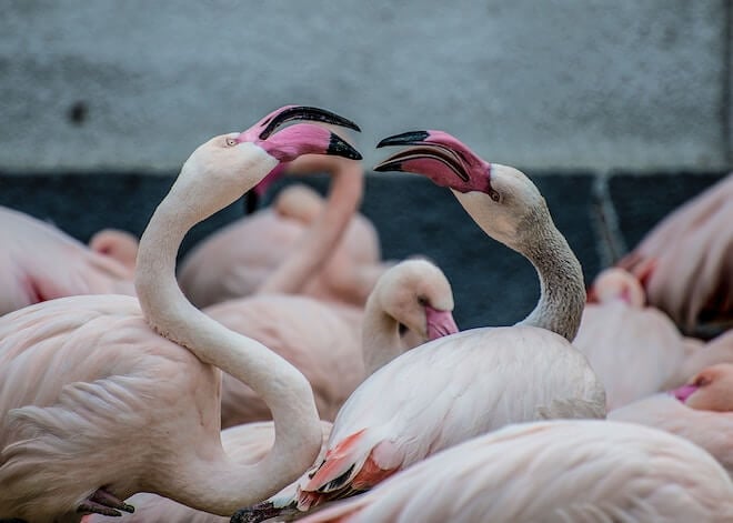 Flamingos fighting