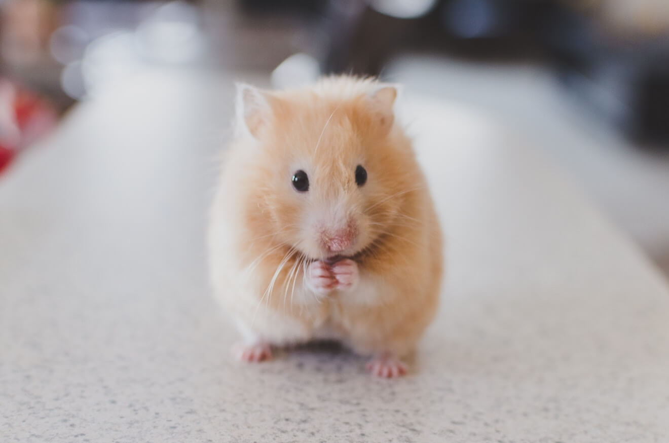 a hamster with its front paws together