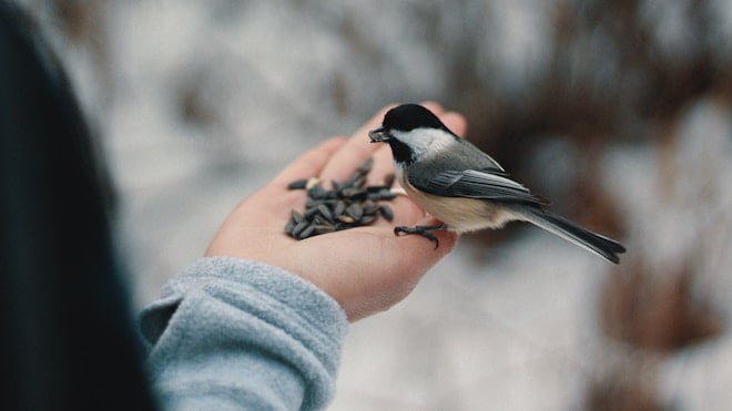 A bird, quite possibly a finch, eats from the hand of a man