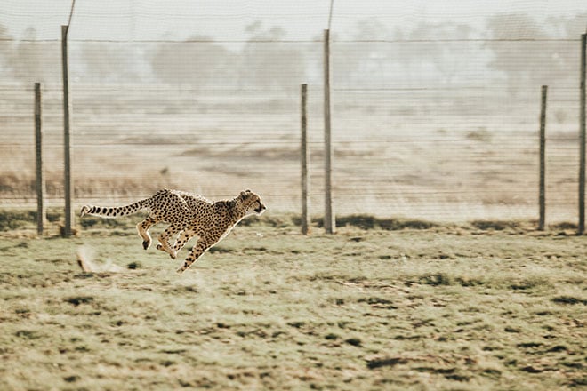 Running cheetah