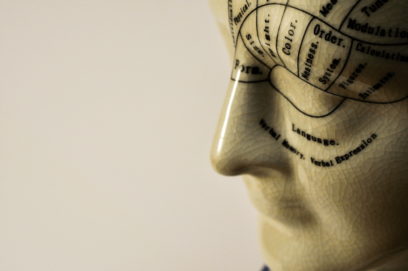 phrenology head in profile